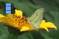 Scene 82_Enantia limnorina on flower